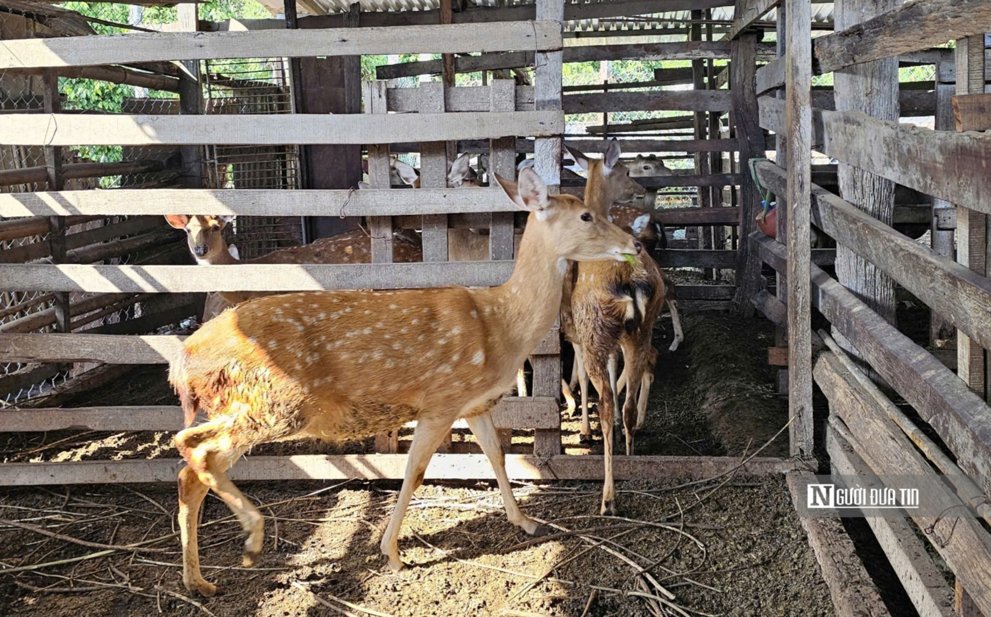 Nuôi con quanh năm cho lộc, người đàn ông nhẹ nhàng kiếm 300 triệu đồng/năm - Ảnh 4