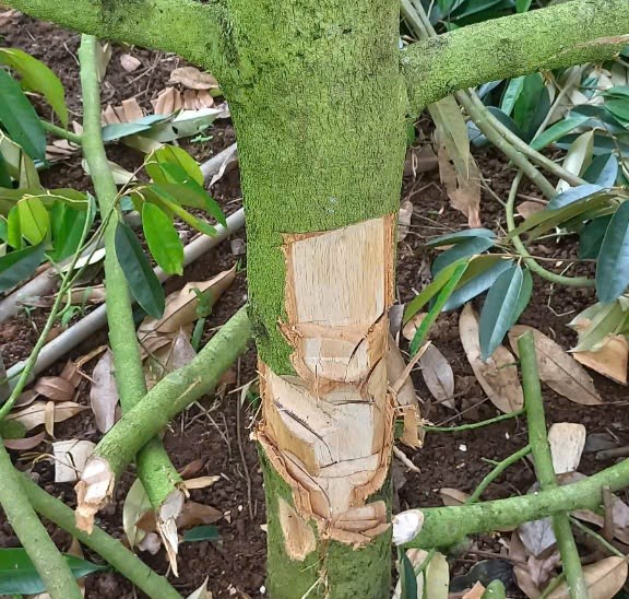 Xót xa vườn sầu riêng bị kẻ gian phá hoại - Ảnh 1