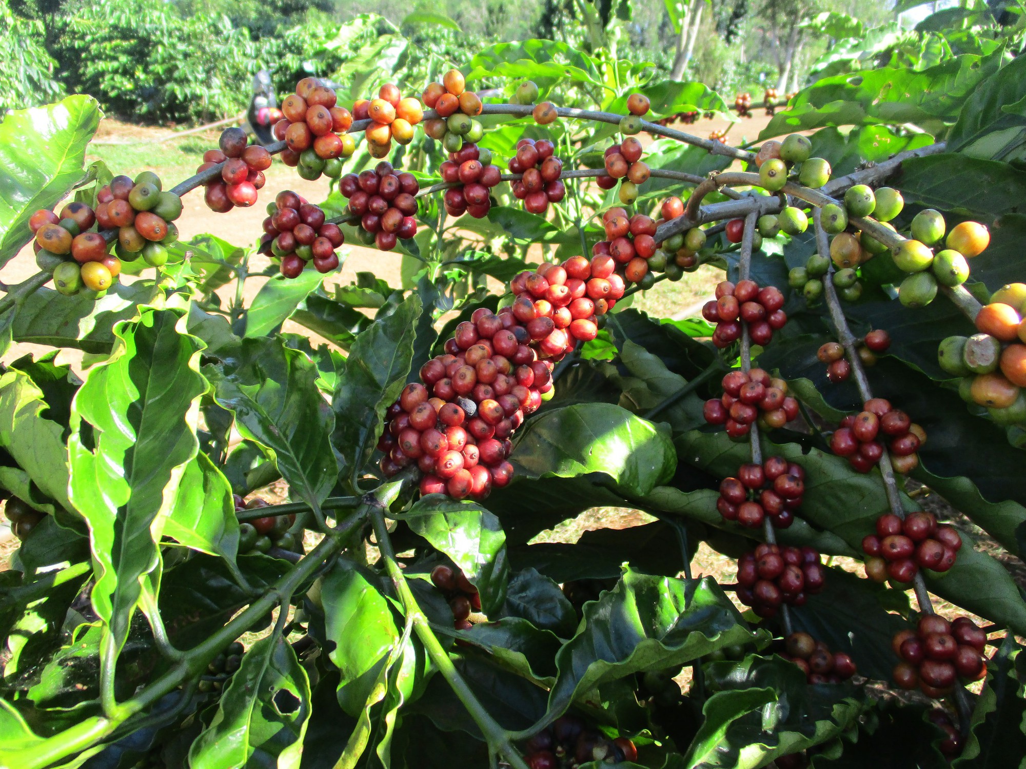 Giá cà phê lại gây bất ngờ - Ảnh 1