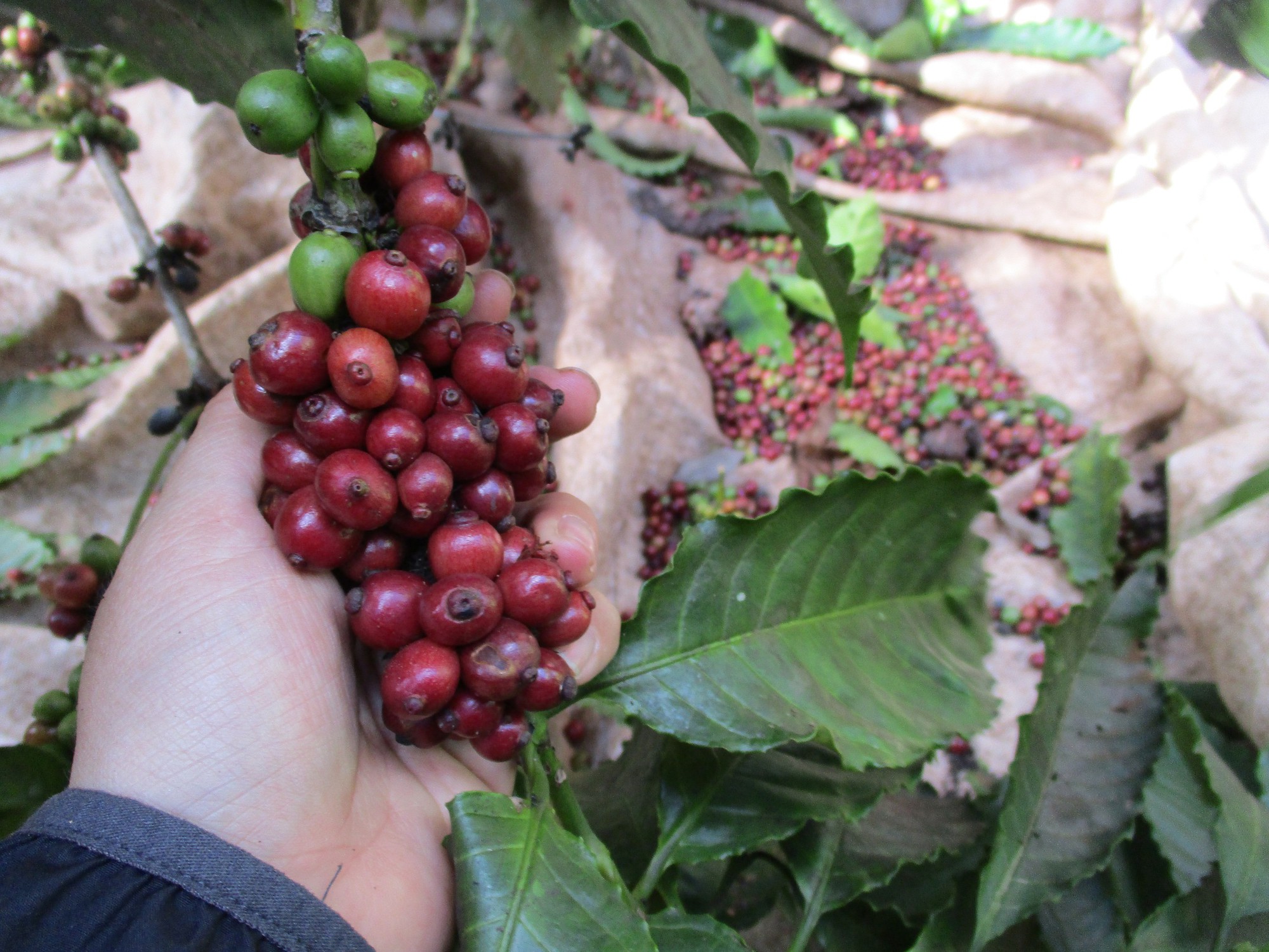 Cà phê có giá, nông dân lắp 10 camera canh vườn - Ảnh 1