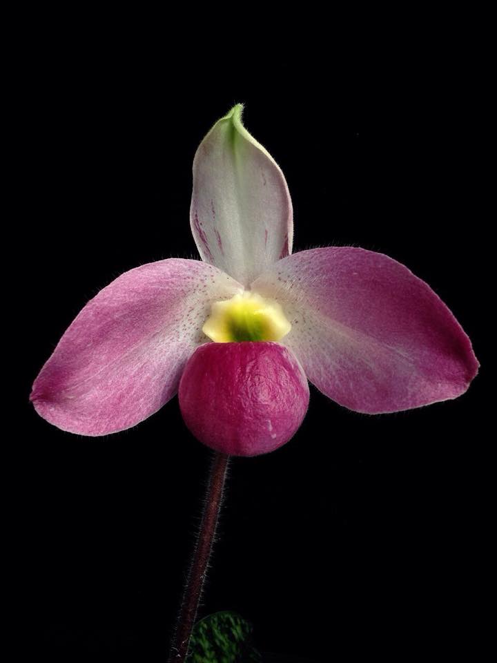 Báu vật của rừng: Loài hoa lan độc nhất vô nhị trên thế giới, chỉ Việt Nam có, 'núi tiền' không mua nổi! - Ảnh 4