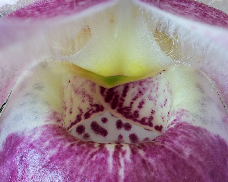 Báu vật của rừng: Loài hoa lan độc nhất vô nhị trên thế giới, chỉ Việt Nam có, 'núi tiền' không mua nổi! - Ảnh 3