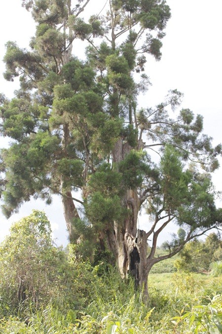 Loài cây quý hiếm bậc nhất thế giới, chỉ 3 quốc gia sở hữu, trong đó có Việt Nam - Ảnh 1