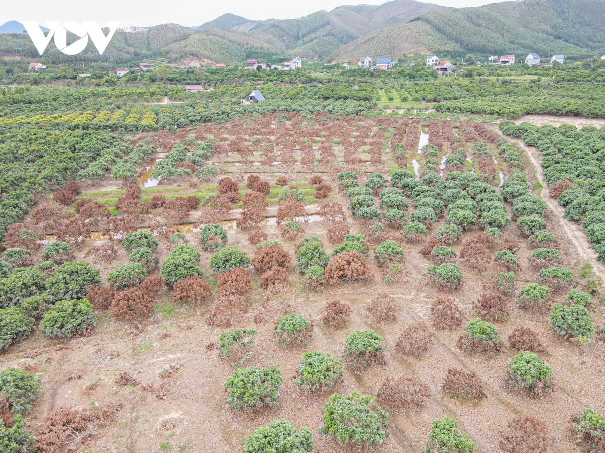 Cây ăn quả chết hàng loạt sau bão lũ, nông dân Lục Ngạn (Bắc Giang) điêu đứng - Ảnh 1