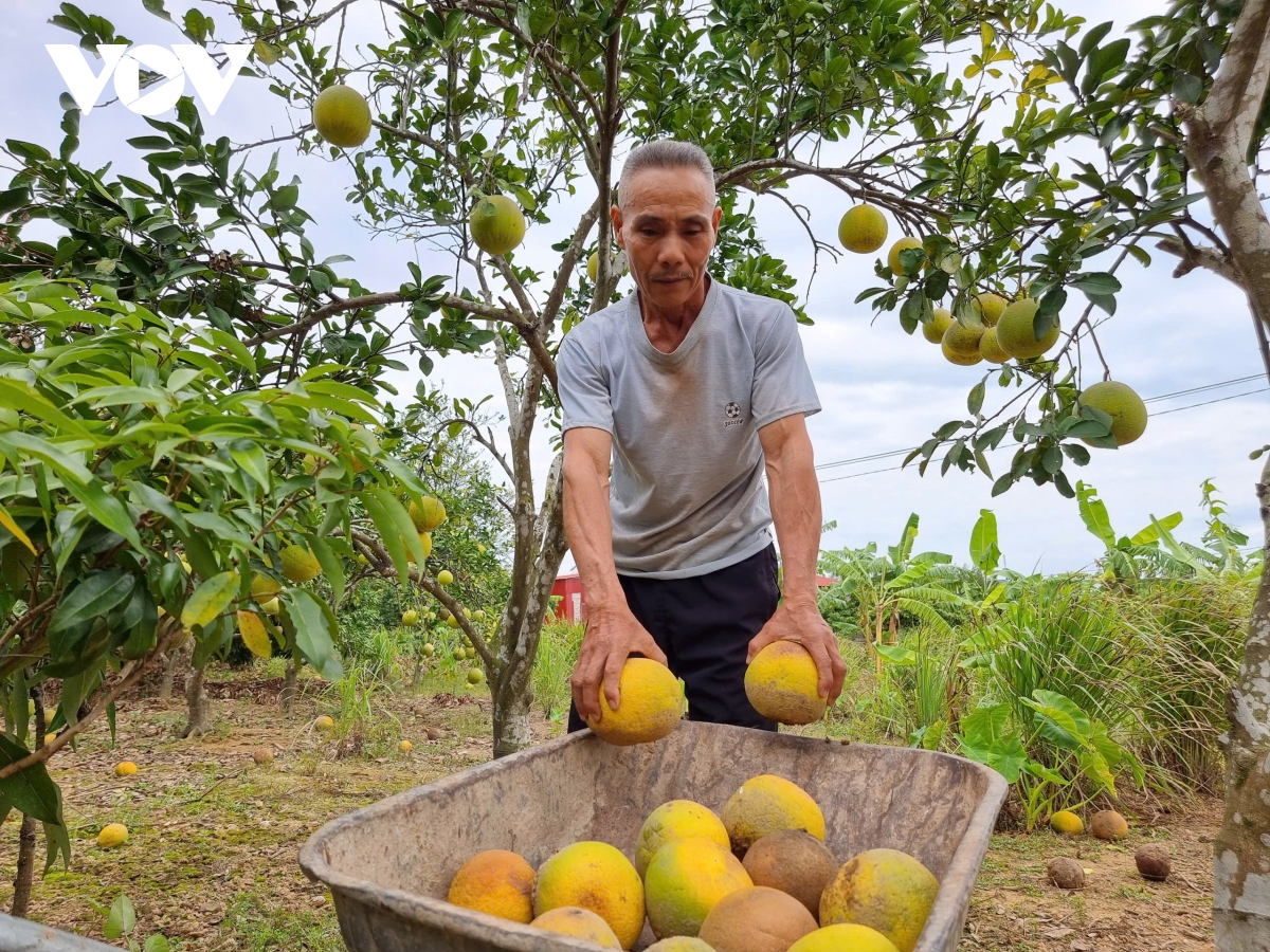 Cây ăn quả chết hàng loạt sau bão lũ, nông dân Lục Ngạn (Bắc Giang) điêu đứng - Ảnh 3