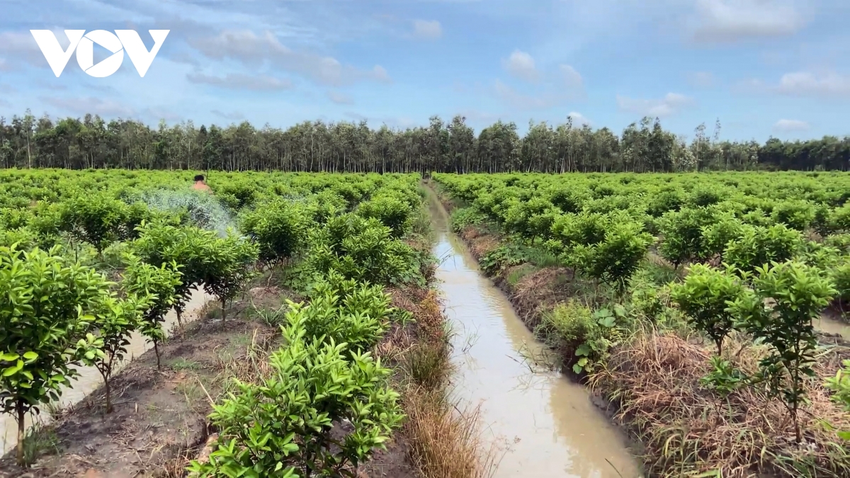 Hàng ngàn hộ trồng cam sành ở Trà Vinh lao đao vì giá lao dốc - Ảnh 4