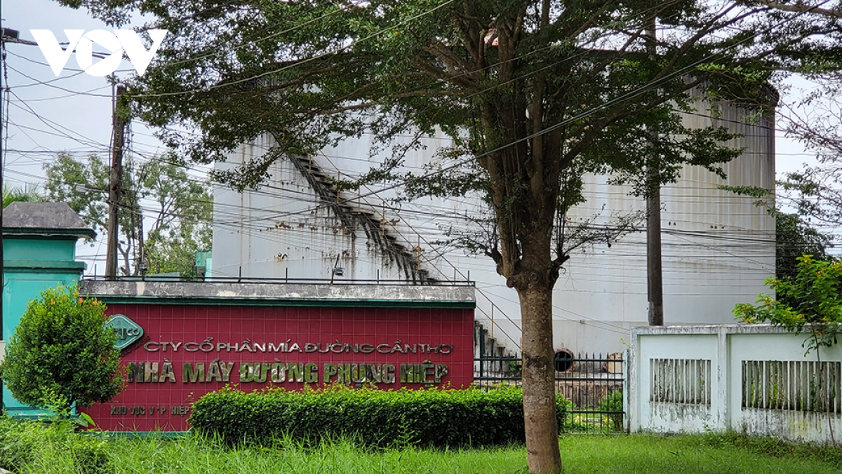 Nông dân Hậu Giang ăn, ngủ không yên vì lo mía không bán được, giá thấp - Ảnh 1