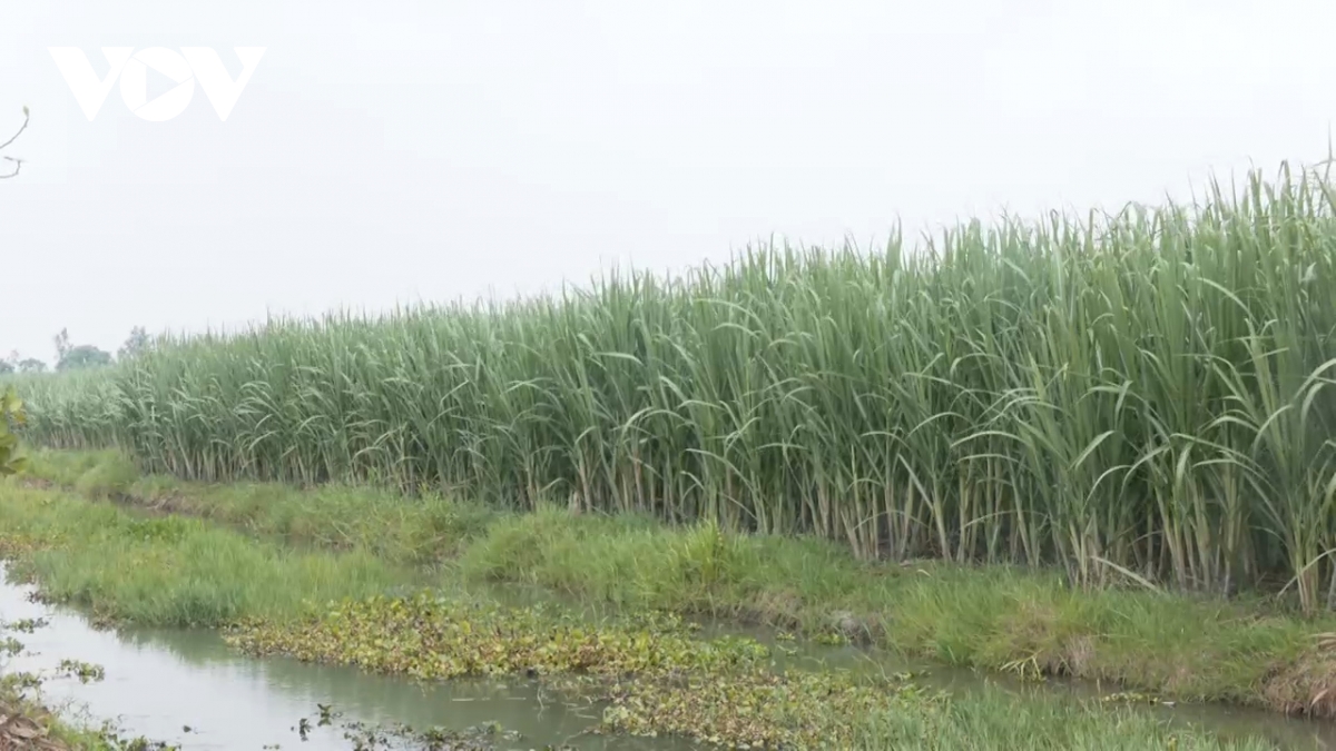 Nông dân Hậu Giang ăn, ngủ không yên vì lo mía không bán được, giá thấp - Ảnh 2
