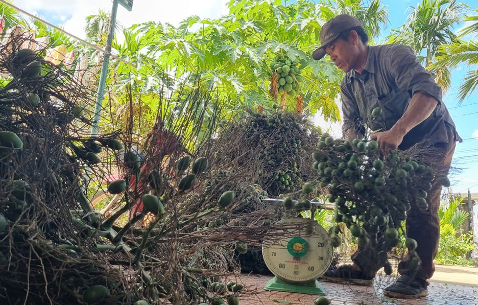 Giá cau ở miền Trung chững lại do thương lái Trung Quốc dè chừng - Ảnh 2