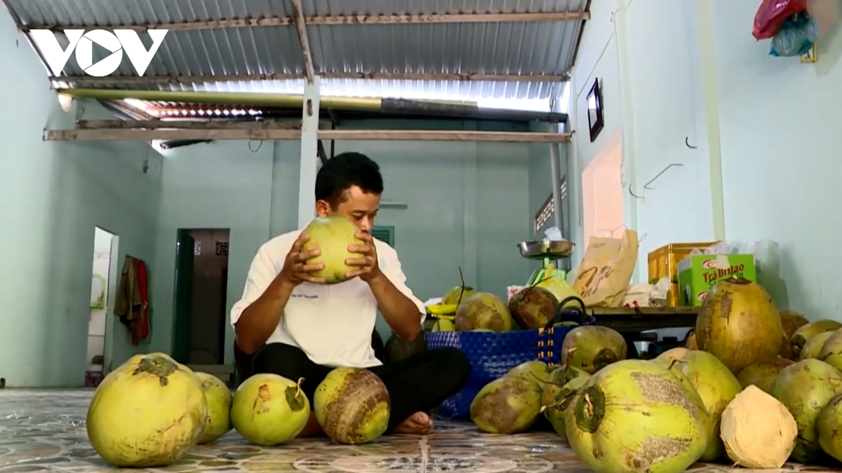 Đặc sản dừa sáp tăng giá, nhiều nông dân Khmer ở Trà Vinh khấm khá - Ảnh 4