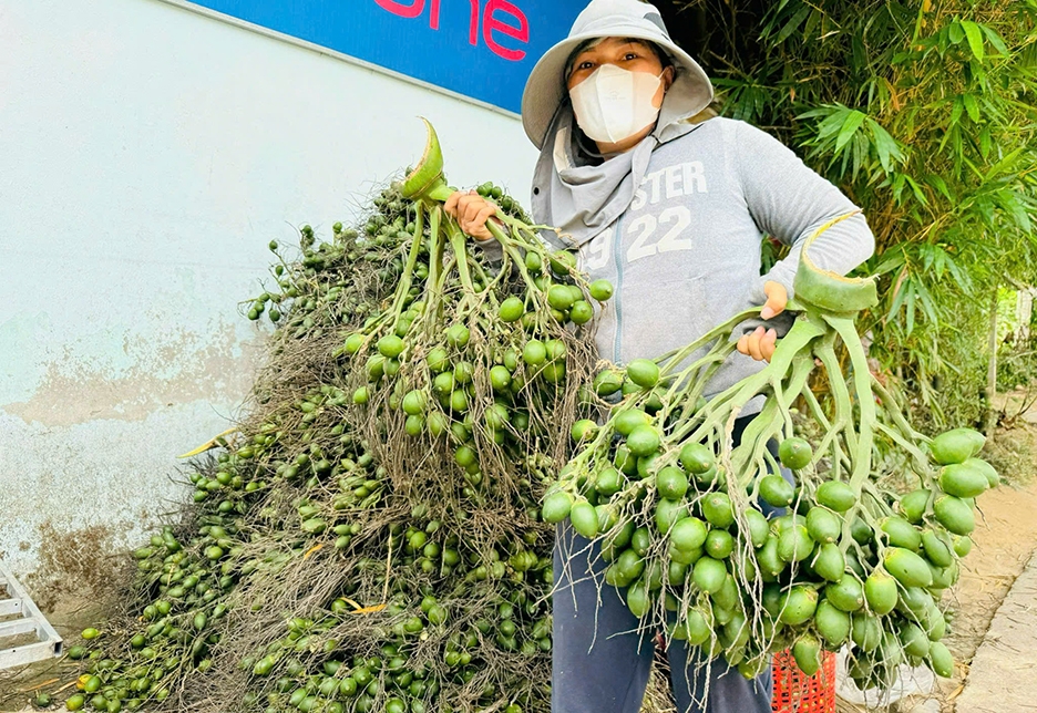 Vì sao giá cau tươi đột ngột "tuột dốc không phanh"? - Ảnh 1
