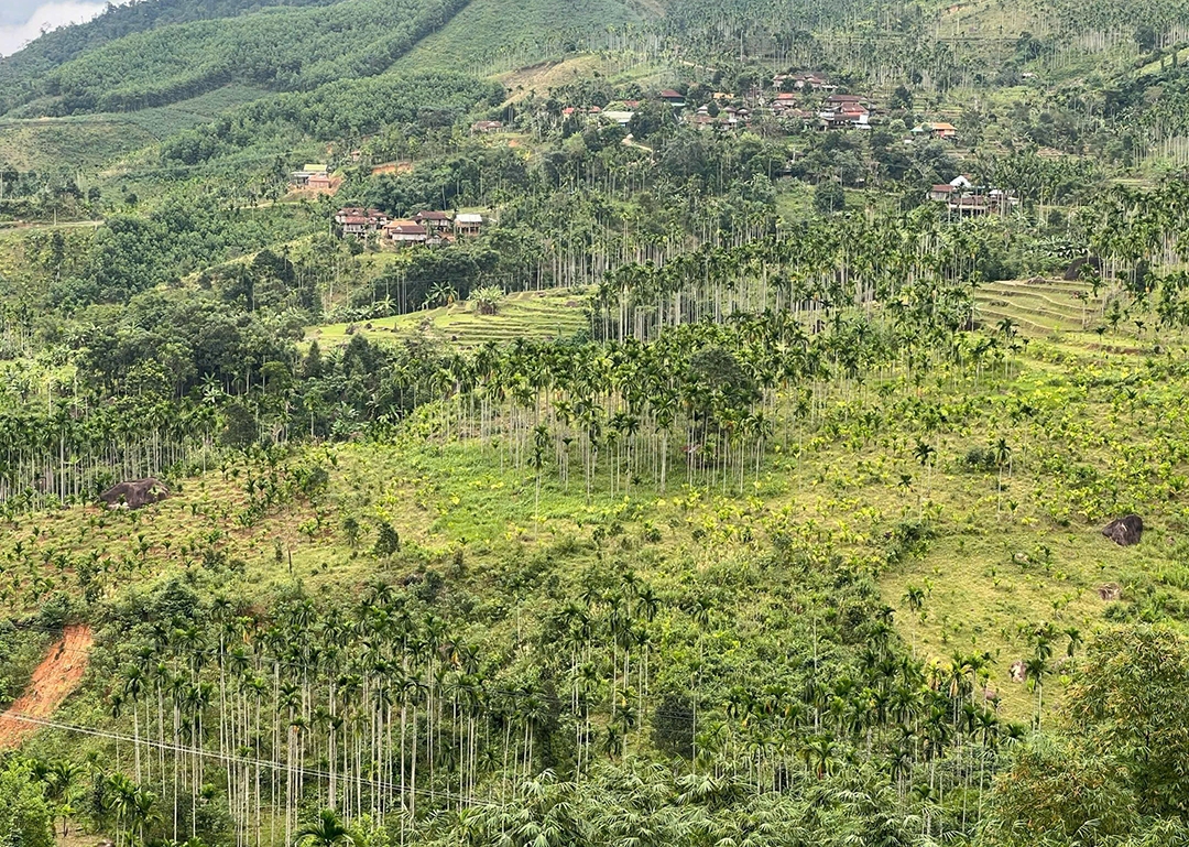 Vì sao giá cau tươi đột ngột "tuột dốc không phanh"? - Ảnh 6