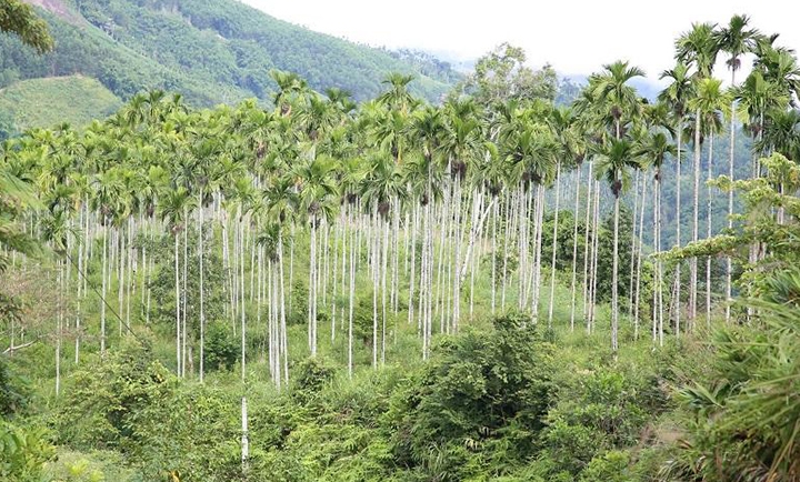 Giá cau ở miền Trung chững lại do thương lái Trung Quốc dè chừng - Ảnh 6