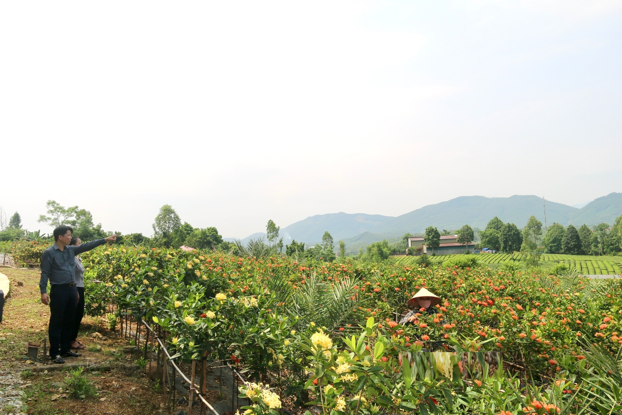 Bỏ phố về trồng cây "mới lạ", anh nông dân nhẹ nhàng kiếm 40 tỷ đồng/năm - Ảnh 8