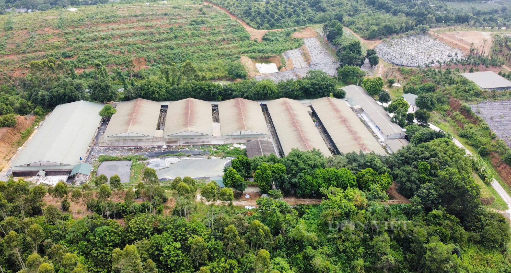 Bỏ phố về trồng cây "mới lạ", anh nông dân nhẹ nhàng kiếm 40 tỷ đồng/năm - Ảnh 3