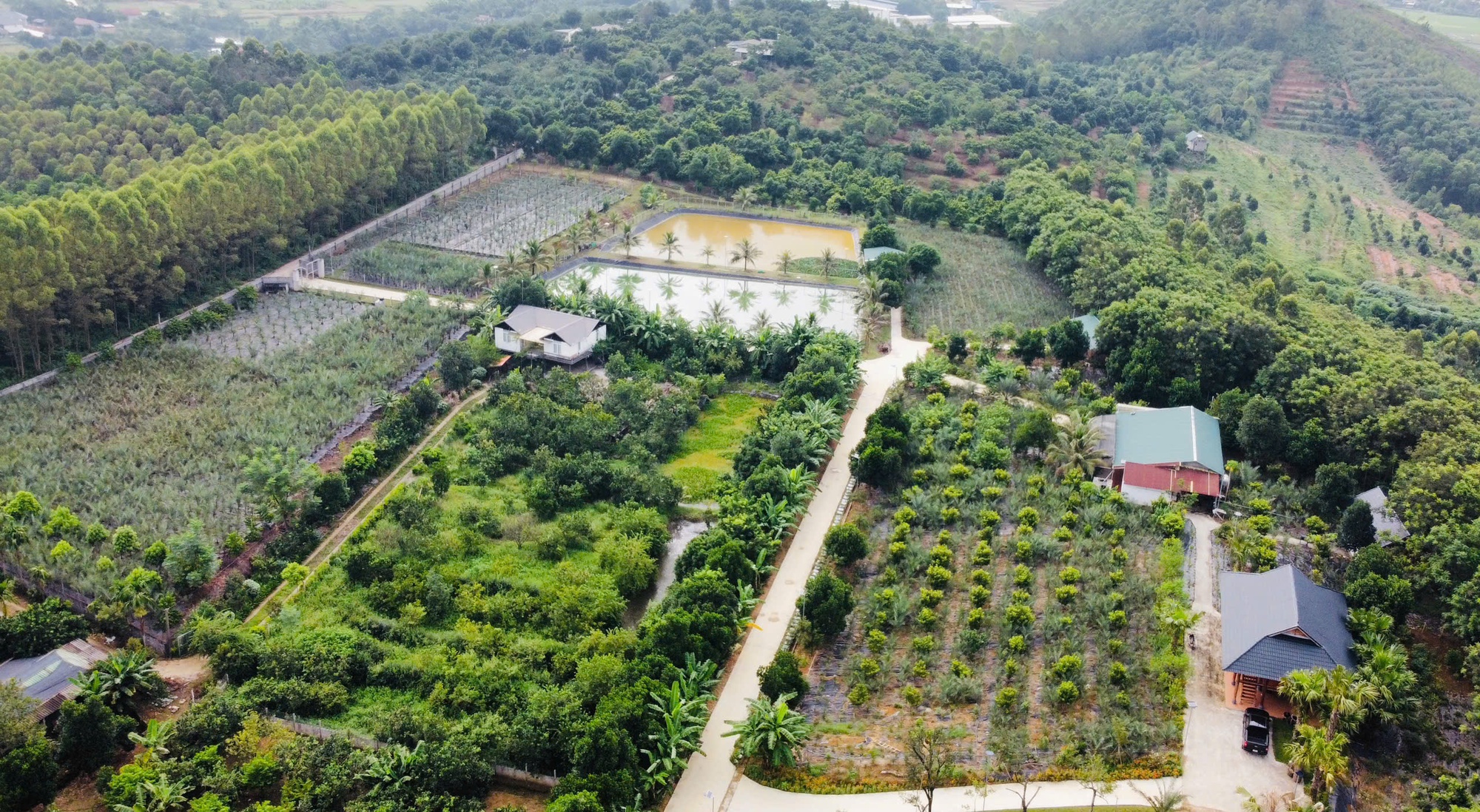 Bỏ phố về trồng cây "mới lạ", anh nông dân nhẹ nhàng kiếm 40 tỷ đồng/năm - Ảnh 2