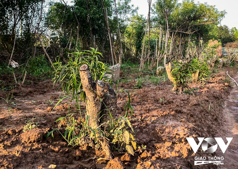 Người dân Nhật Tân trồng cúc, rau cải để bán... cho kịp Tết - Ảnh 11