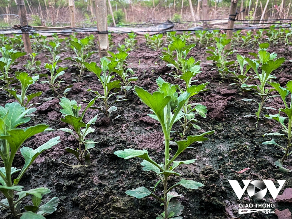 Người dân Nhật Tân trồng cúc, rau cải để bán... cho kịp Tết - Ảnh 13