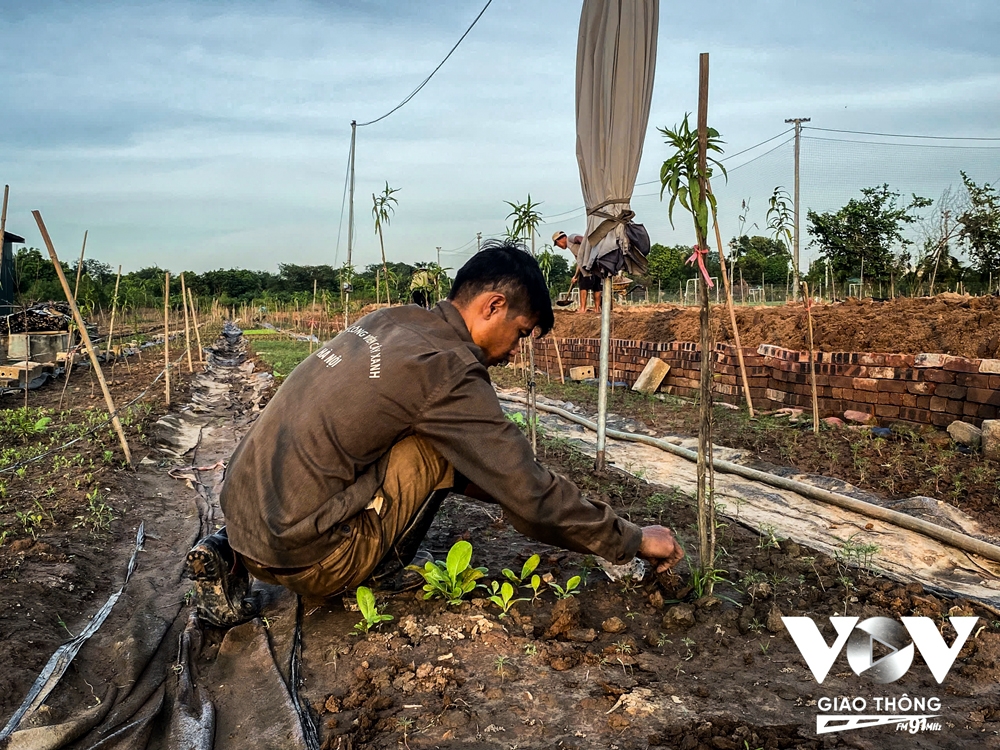 Người dân Nhật Tân trồng cúc, rau cải để bán... cho kịp Tết - Ảnh 14