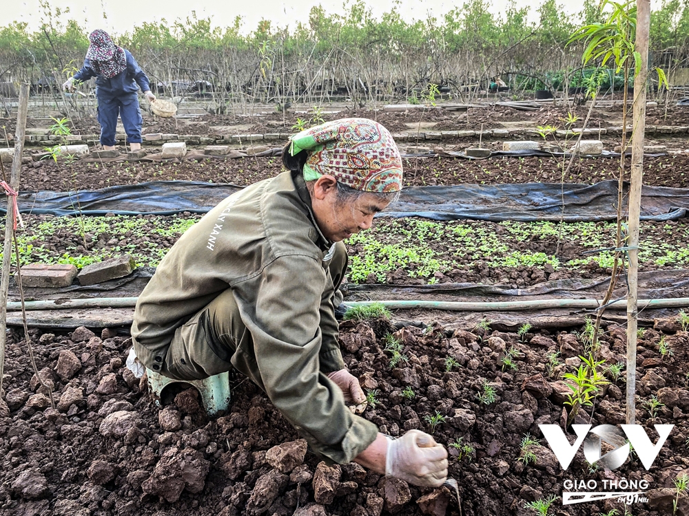 Người dân Nhật Tân trồng cúc, rau cải để bán... cho kịp Tết - Ảnh 15