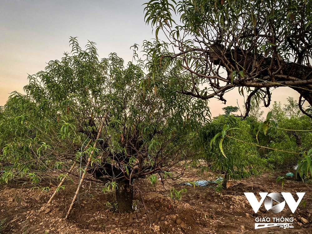 Người dân Nhật Tân trồng cúc, rau cải để bán... cho kịp Tết - Ảnh 2