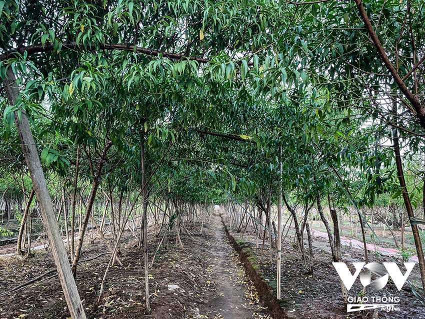 Người dân Nhật Tân trồng cúc, rau cải để bán... cho kịp Tết - Ảnh 3