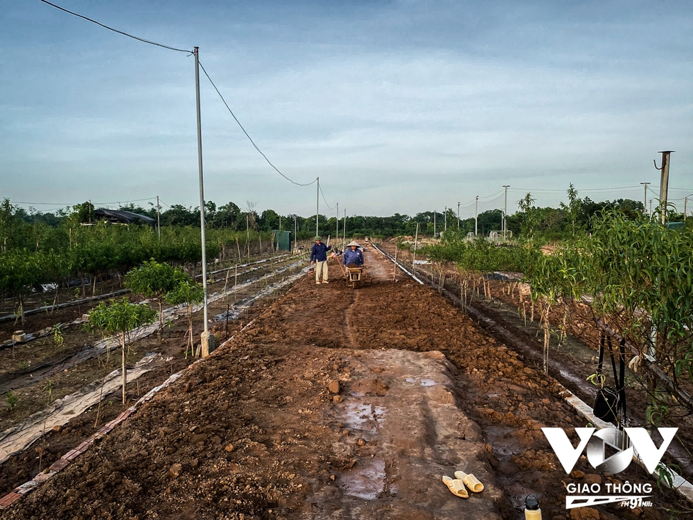 Người dân Nhật Tân trồng cúc, rau cải để bán... cho kịp Tết - Ảnh 4