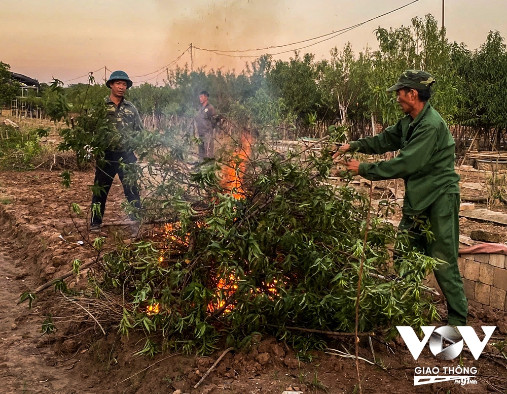 Người dân Nhật Tân trồng cúc, rau cải để bán... cho kịp Tết - Ảnh 5