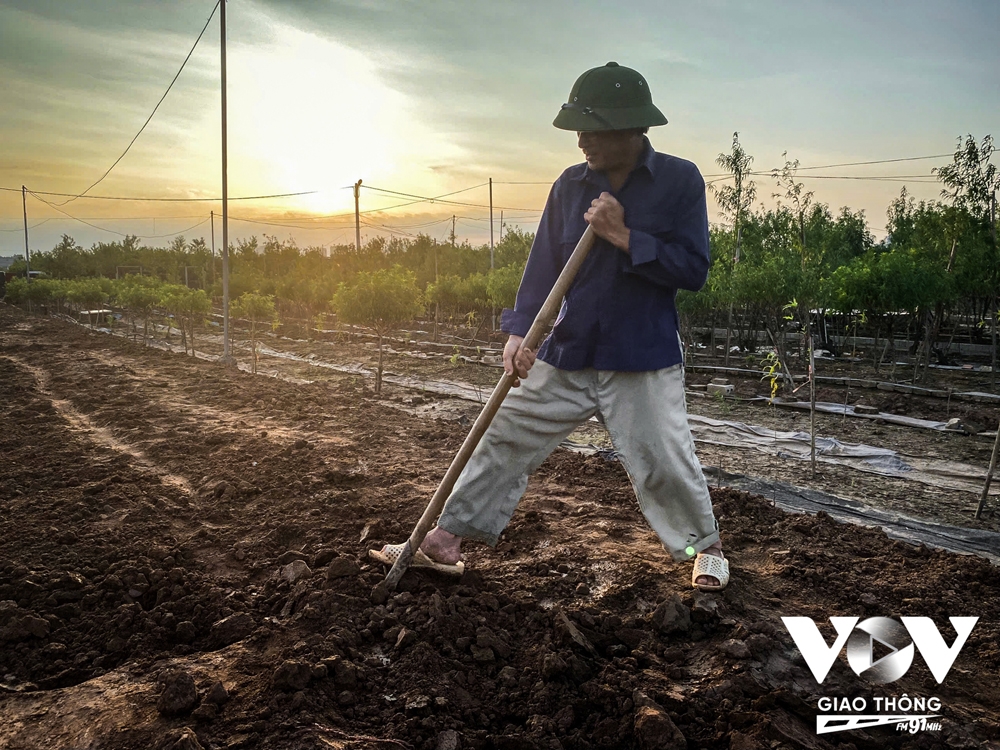 Người dân Nhật Tân trồng cúc, rau cải để bán... cho kịp Tết - Ảnh 7