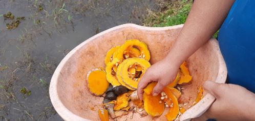 Nuôi con "hiền như đất" mê ăn bí, anh nông dân thu lãi 200 triệu đồng rất nhẹ nhàng - Ảnh 3