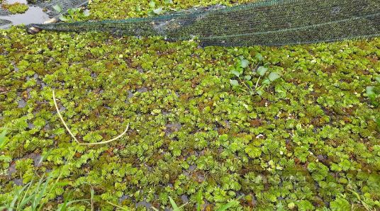 Nuôi con "hiền như đất" mê ăn bí, anh nông dân thu lãi 200 triệu đồng rất nhẹ nhàng - Ảnh 4