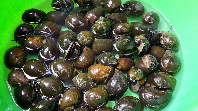 Nuôi con "hiền như đất" mê ăn bí, anh nông dân thu lãi 200 triệu đồng rất nhẹ nhàng - Ảnh 2