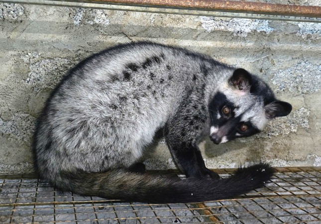 Nuôi con vật "hiền như đất" mê ăn cháo, anh nông dân nhẹ nhàng kiếm 1,4 tỷ đồng - Ảnh 2