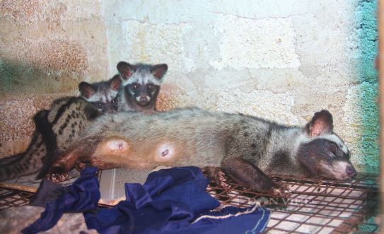 Nuôi con vật "hiền như đất" mê ăn cháo, anh nông dân nhẹ nhàng kiếm 1,4 tỷ đồng - Ảnh 3