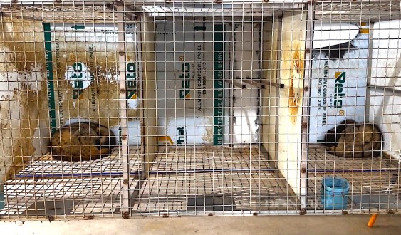 Nuôi con "hiền như đất" tỏa mùi hương, anh nông dân kiếm 300 triệu đồng rất nhẹ nhàng - Ảnh 3