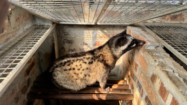 Nuôi con "hiền như đất" tỏa mùi hương, anh nông dân kiếm 300 triệu đồng rất nhẹ nhàng - Ảnh 4