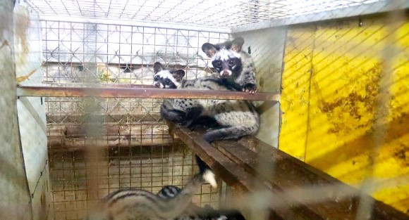 Nuôi con "hiền như đất" tỏa mùi hương, anh nông dân kiếm 300 triệu đồng rất nhẹ nhàng - Ảnh 2