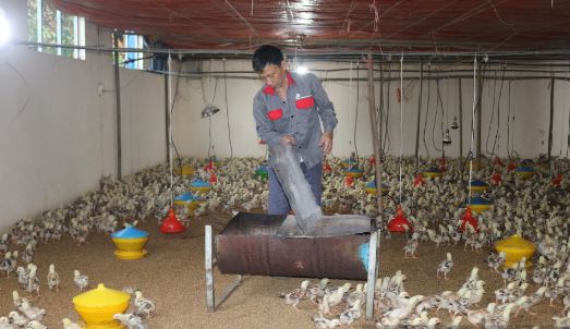 Nuôi gà theo kiểu “nhàn tênh” chẳng giống ai, anh nông dân kiếm tiền tỷ rất nhẹ nhàng - Ảnh 3