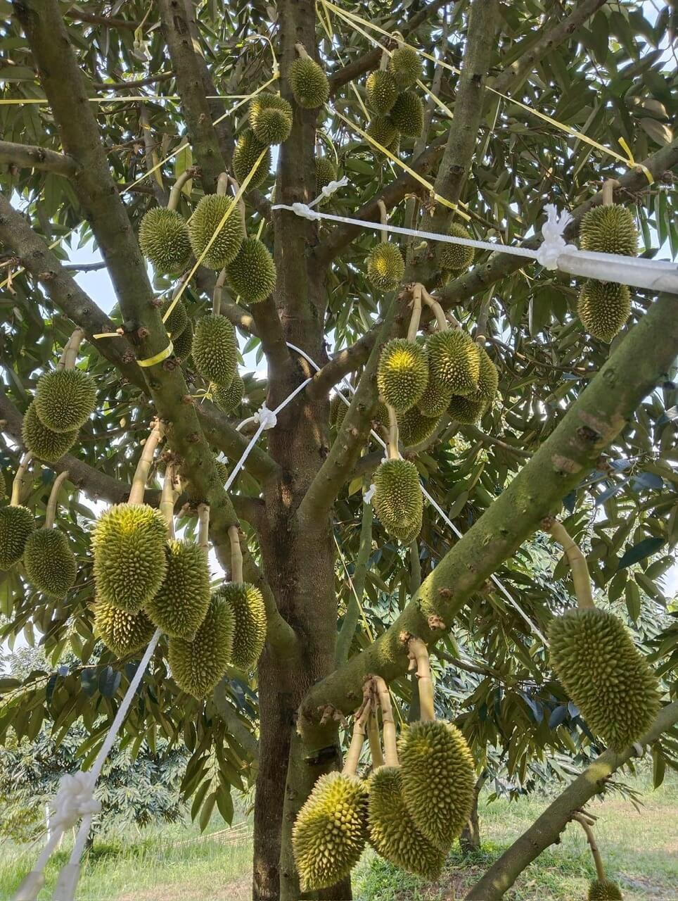 DRI thắng lớn nhờ dự án trồng sầu riêng công nghệ cao - Ảnh 1