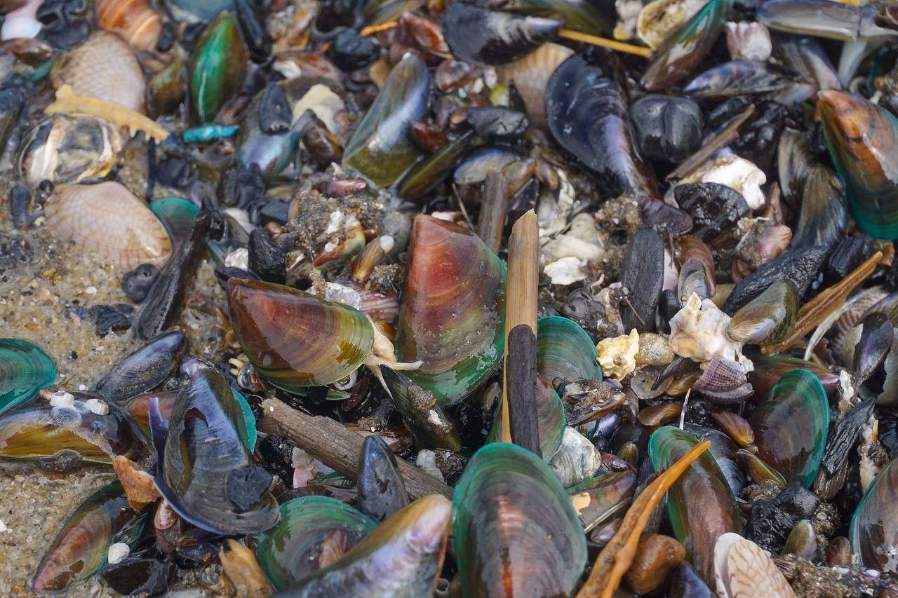 Lạ: Dân Đà Nẵng tràn ra biển sau bão số 6, lập tức hốt được cả chục ký "lộc trời" mang về bán - Ảnh 8