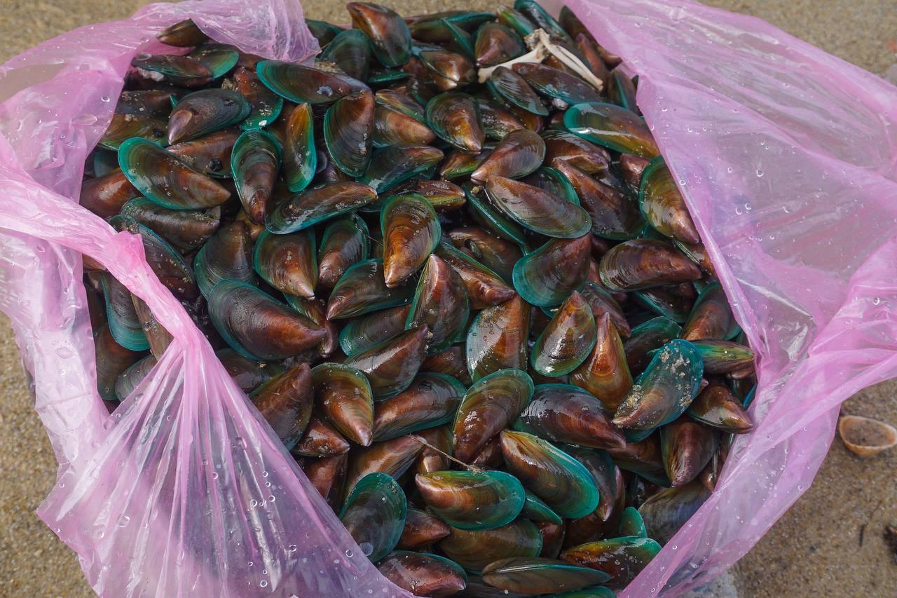 Lạ: Dân Đà Nẵng tràn ra biển sau bão số 6, lập tức hốt được cả chục ký "lộc trời" mang về bán - Ảnh 7