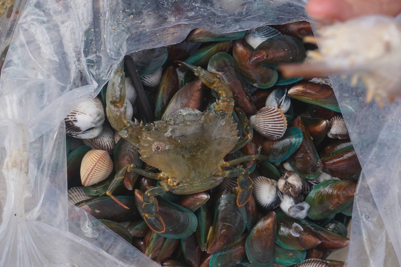 Lạ: Dân Đà Nẵng tràn ra biển sau bão số 6, lập tức hốt được cả chục ký "lộc trời" mang về bán - Ảnh 9