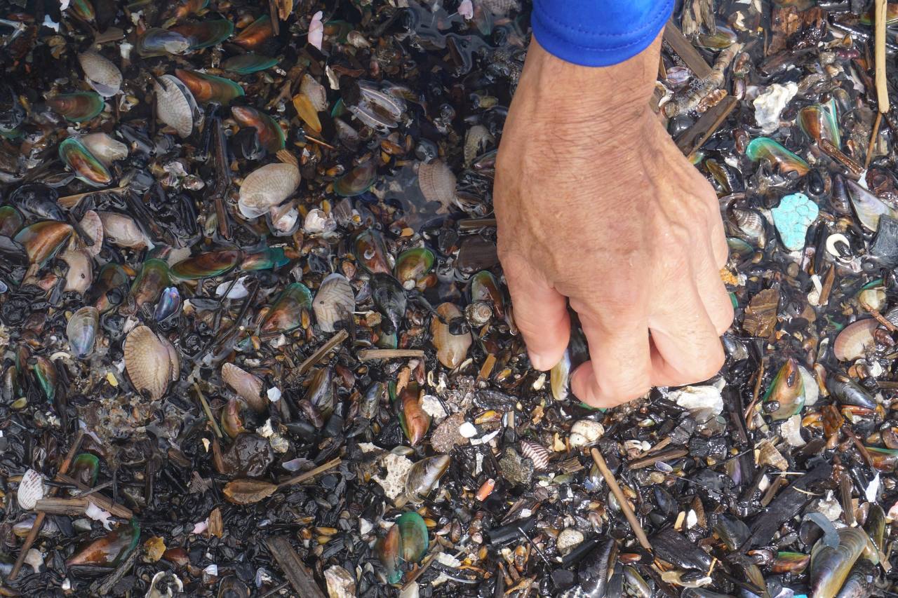 Lạ: Dân Đà Nẵng tràn ra biển sau bão số 6, lập tức hốt được cả chục ký "lộc trời" mang về bán - Ảnh 5