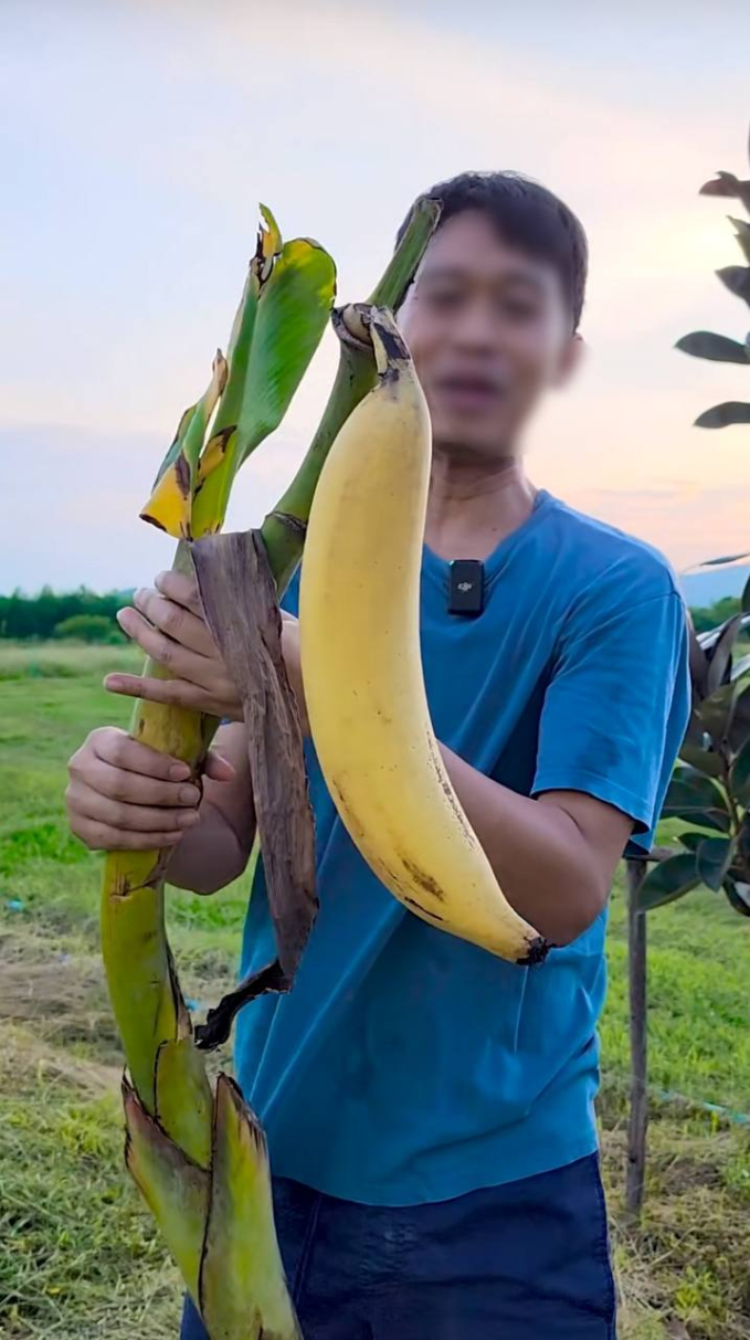 Xuất hiện quả chuối khổng lồ nặng hơn 1kg, cả cây chỉ cho một quả nhưng cả nhà ăn không thể hết - Ảnh 1