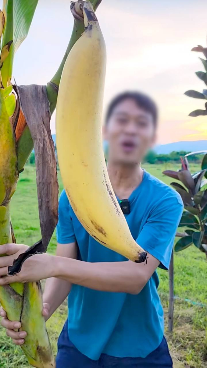 Xuất hiện quả chuối khổng lồ nặng hơn 1kg, cả cây chỉ cho một quả nhưng cả nhà ăn không thể hết - Ảnh 2