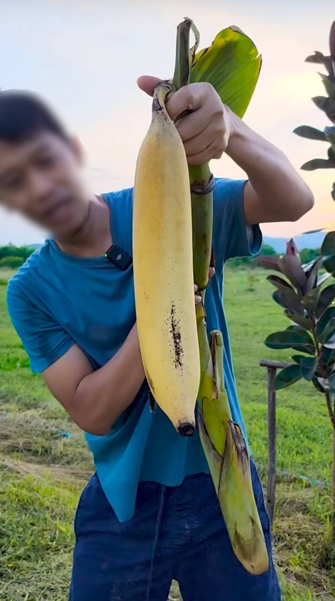 Xuất hiện quả chuối khổng lồ nặng hơn 1kg, cả cây chỉ cho một quả nhưng cả nhà ăn không thể hết - Ảnh 6