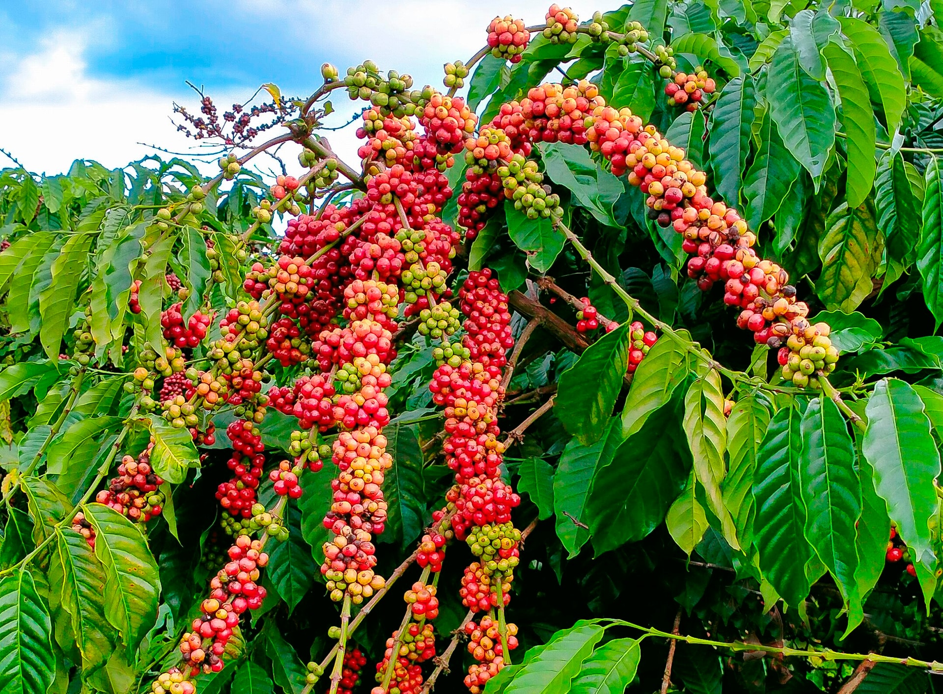 Tăng giá cực mạnh, "viên kim cương tỷ đô" của Việt Nam được hơn 80 quốc gia săn lùng - Ảnh 4