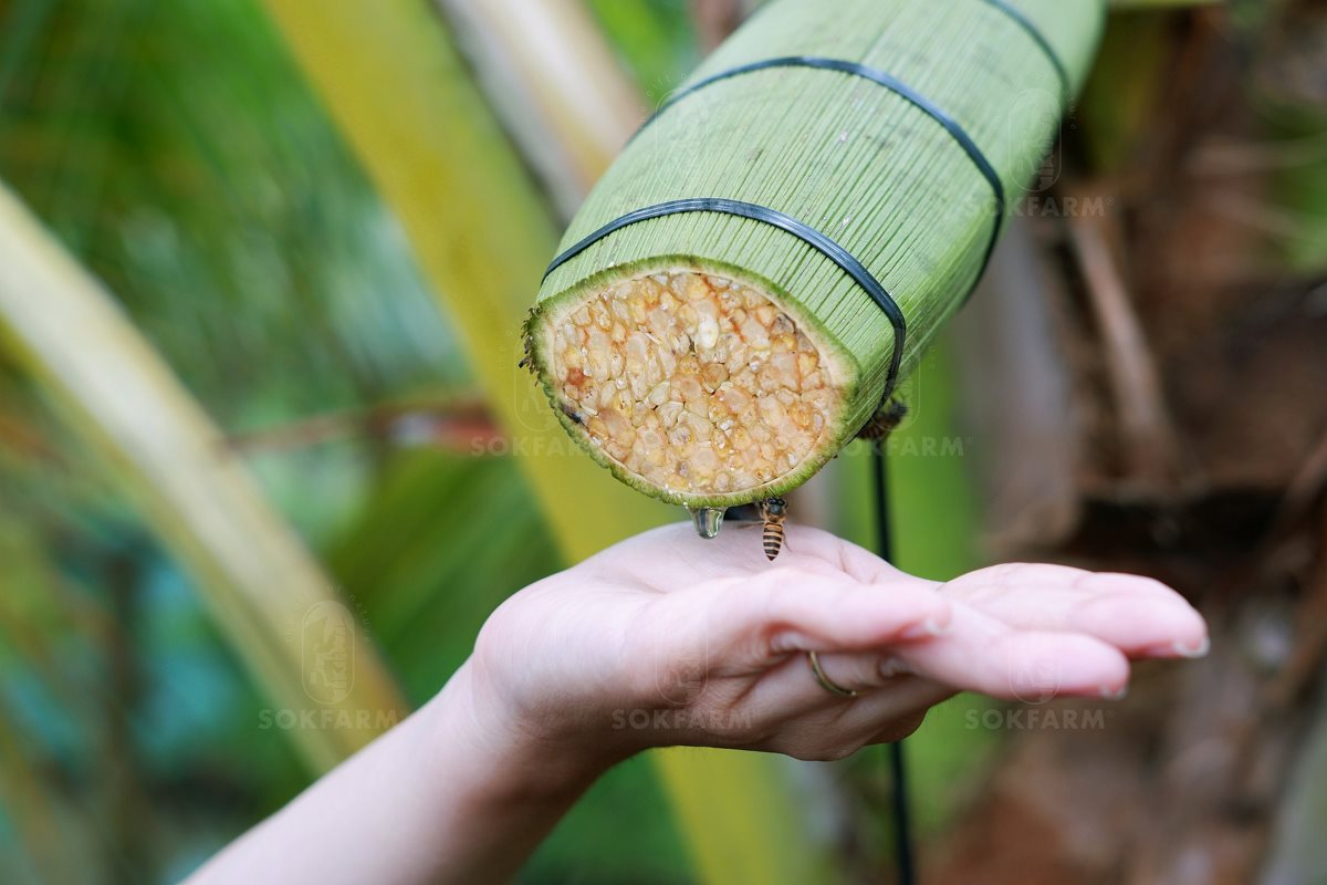 Những trái dừa "kỳ lạ" ở Trà Vinh và sự ra đời của loại đồ uống khiến khách Mỹ say mê - Ảnh 1
