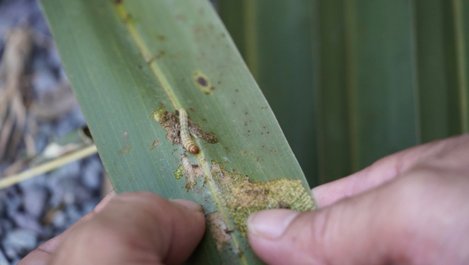 Một tỉnh của Việt Nam vừa thả hơn 500 triệu con ong để "cứu" loại quả mà người Trung Quốc lùng mua - Ảnh 3