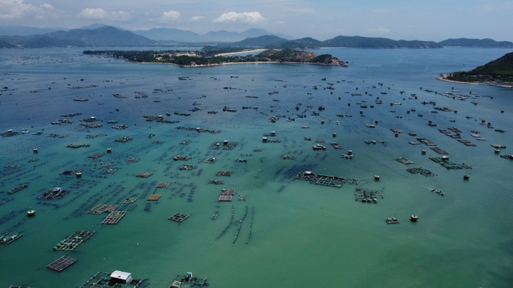 Thương lái bất ngờ không mua tôm hùm to, thủ phủ Phú Yên, Khánh Hòa điêu đứng - Ảnh 3